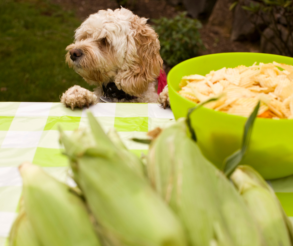 Dog sitting at green tablecloth bbq table trying to steal some food
