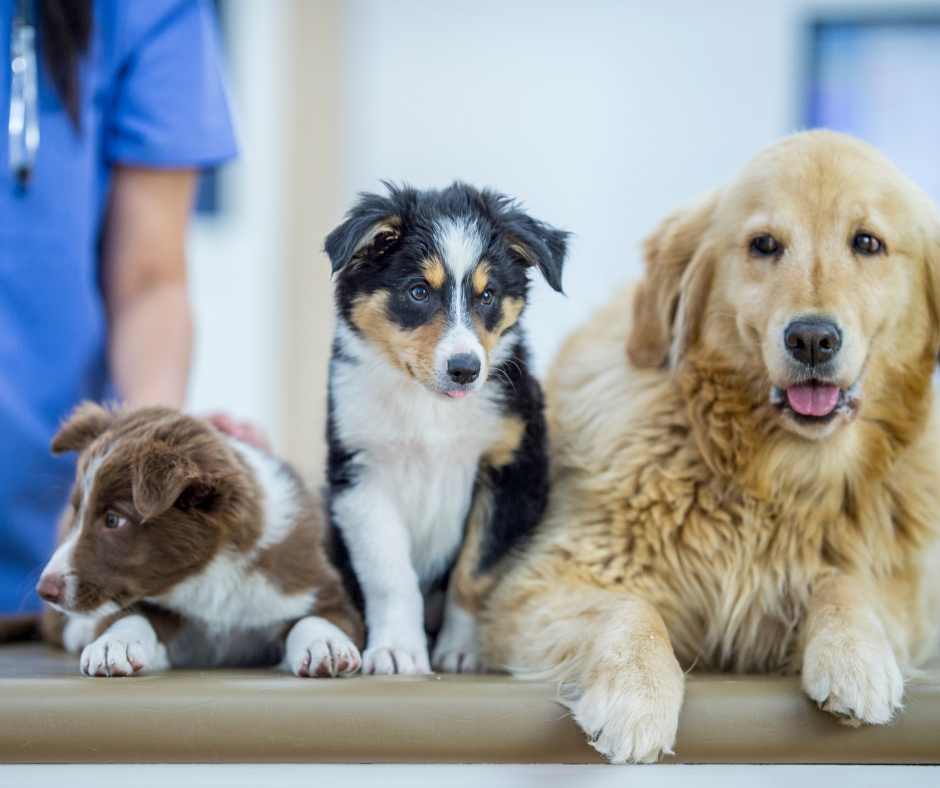 3 dogs sitting on table at ER visit