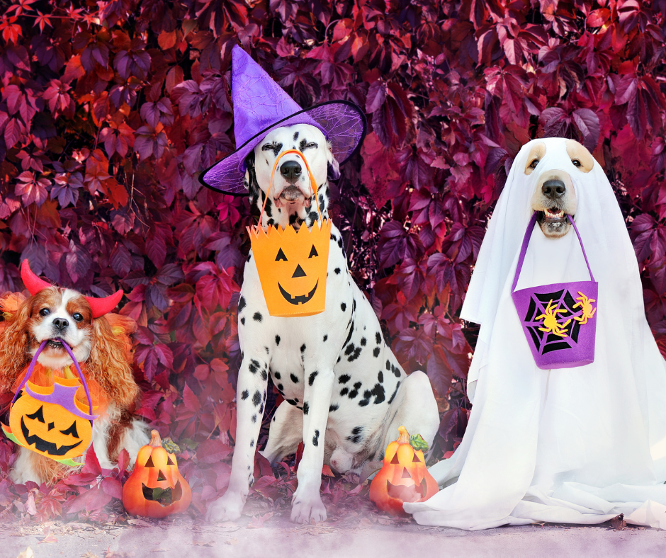 three dogs in halloween costumes