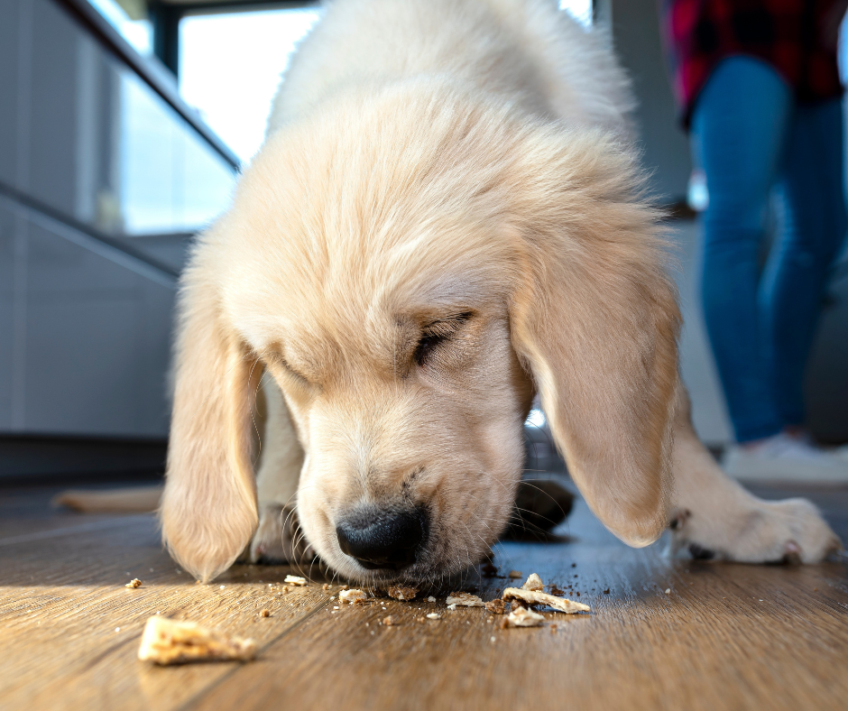 Golden retriever eats food off floor
