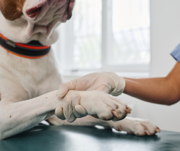 Why Is My Pet Suddenly Limping? Common Spring Injuries in Dogs and Cats