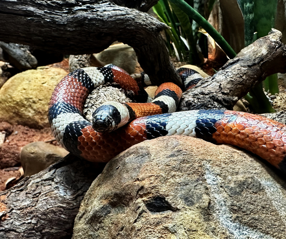 coral snake on rock