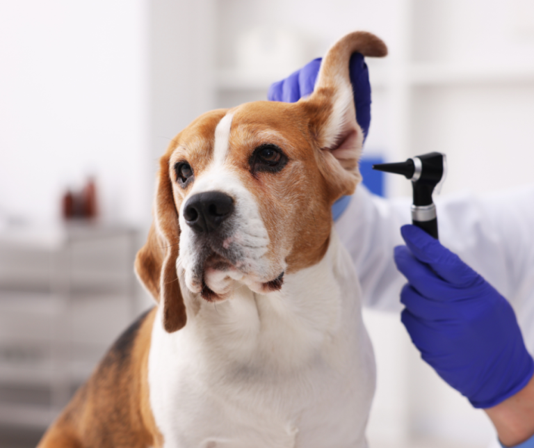 When Is a Summer Ear Infection an Emergency?