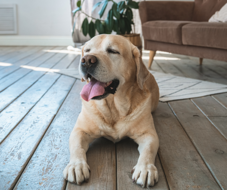 Why Is My Pet Breathing Fast While Resting?